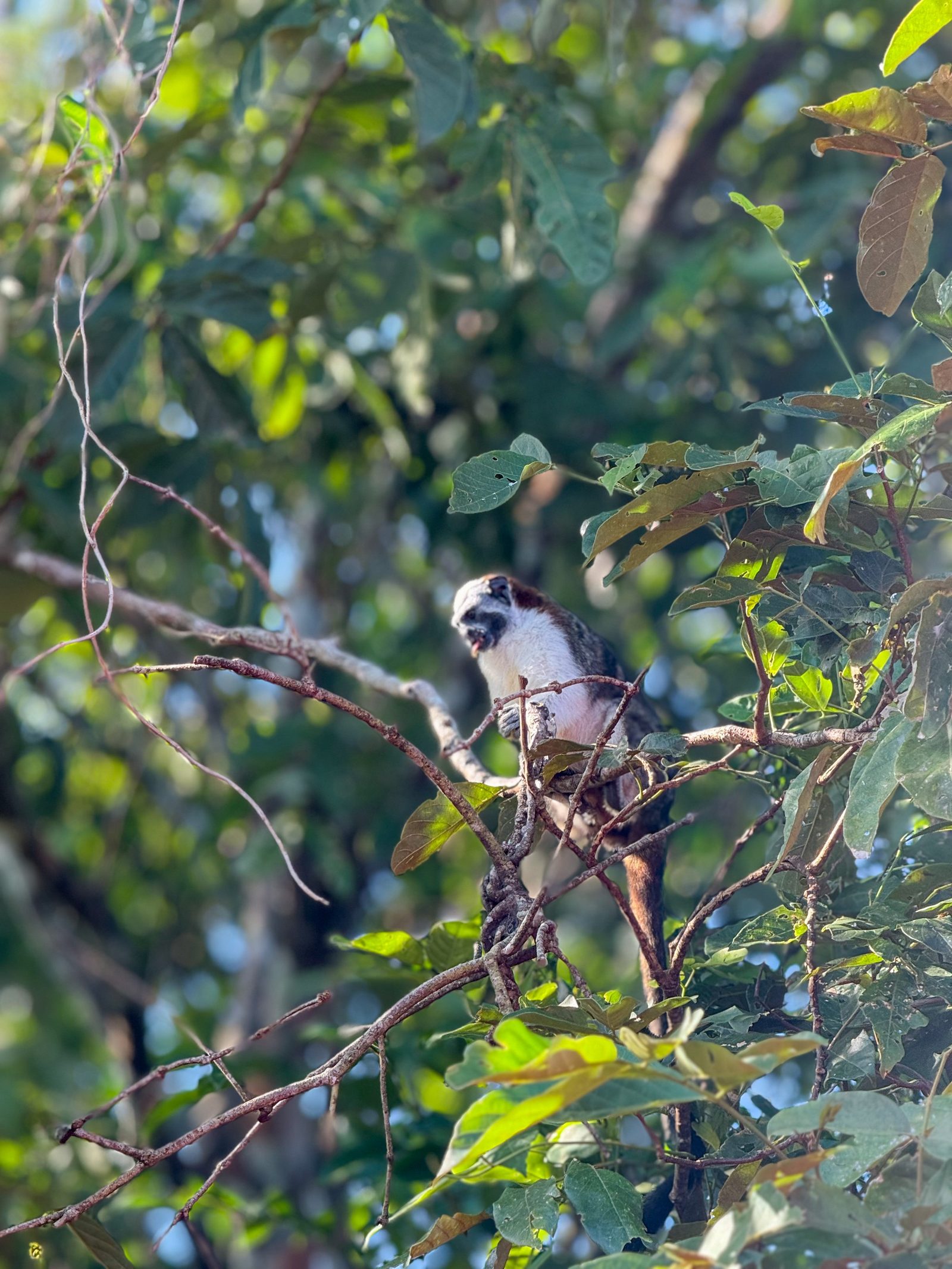 Ave silvestre en la finca