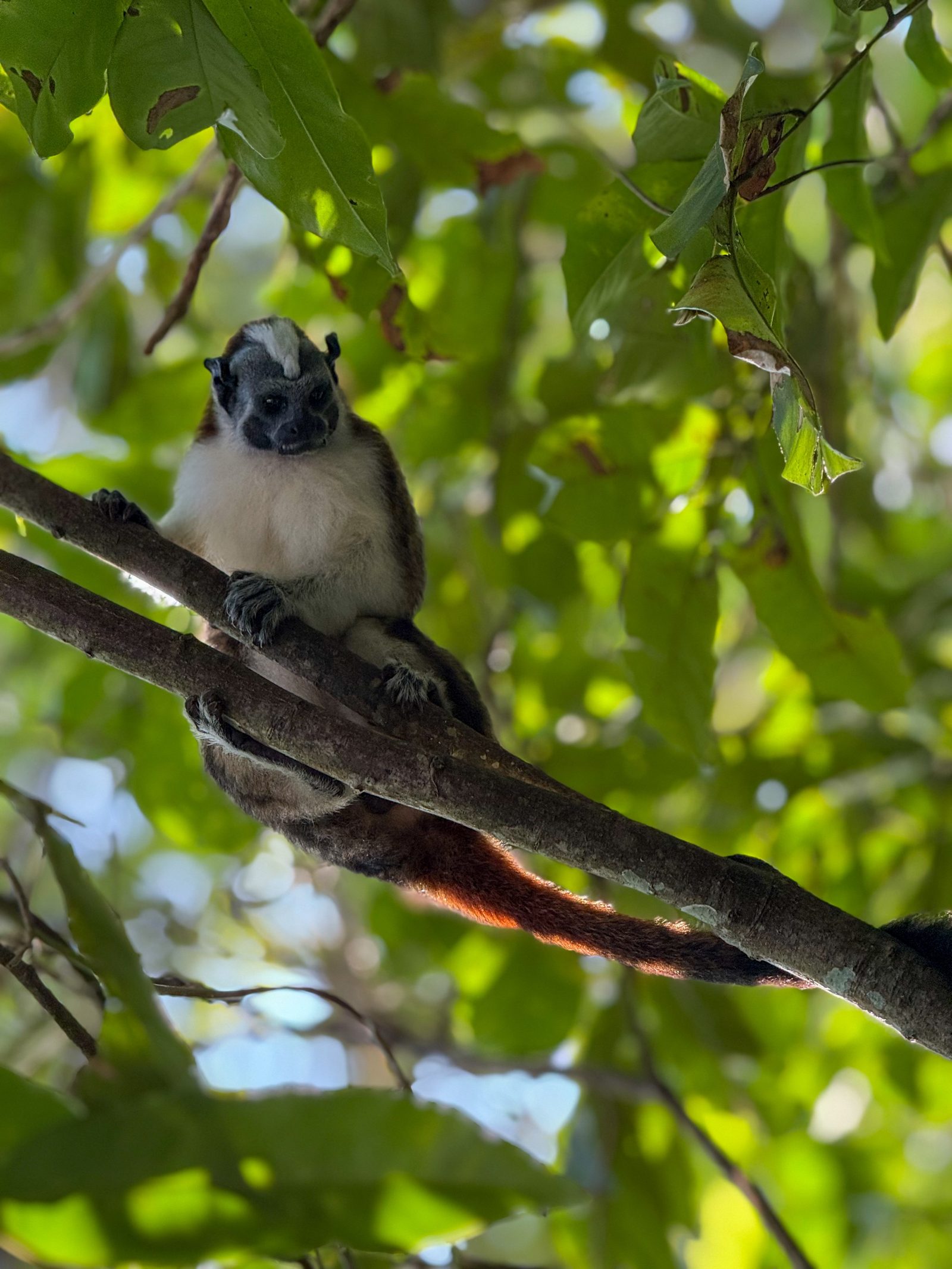 Ave silvestre en la finca