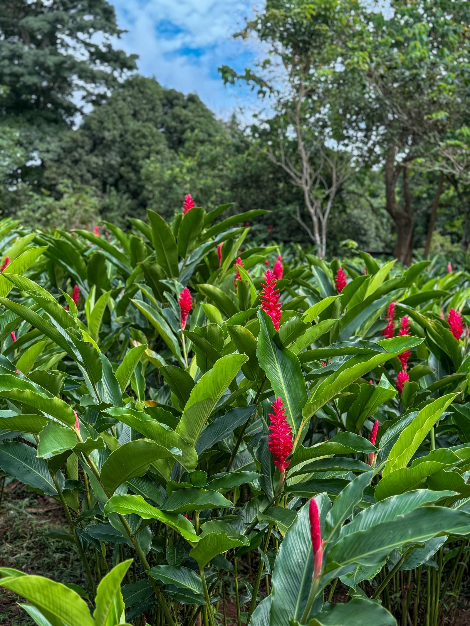 Parcela de gingers sembrados en la finca