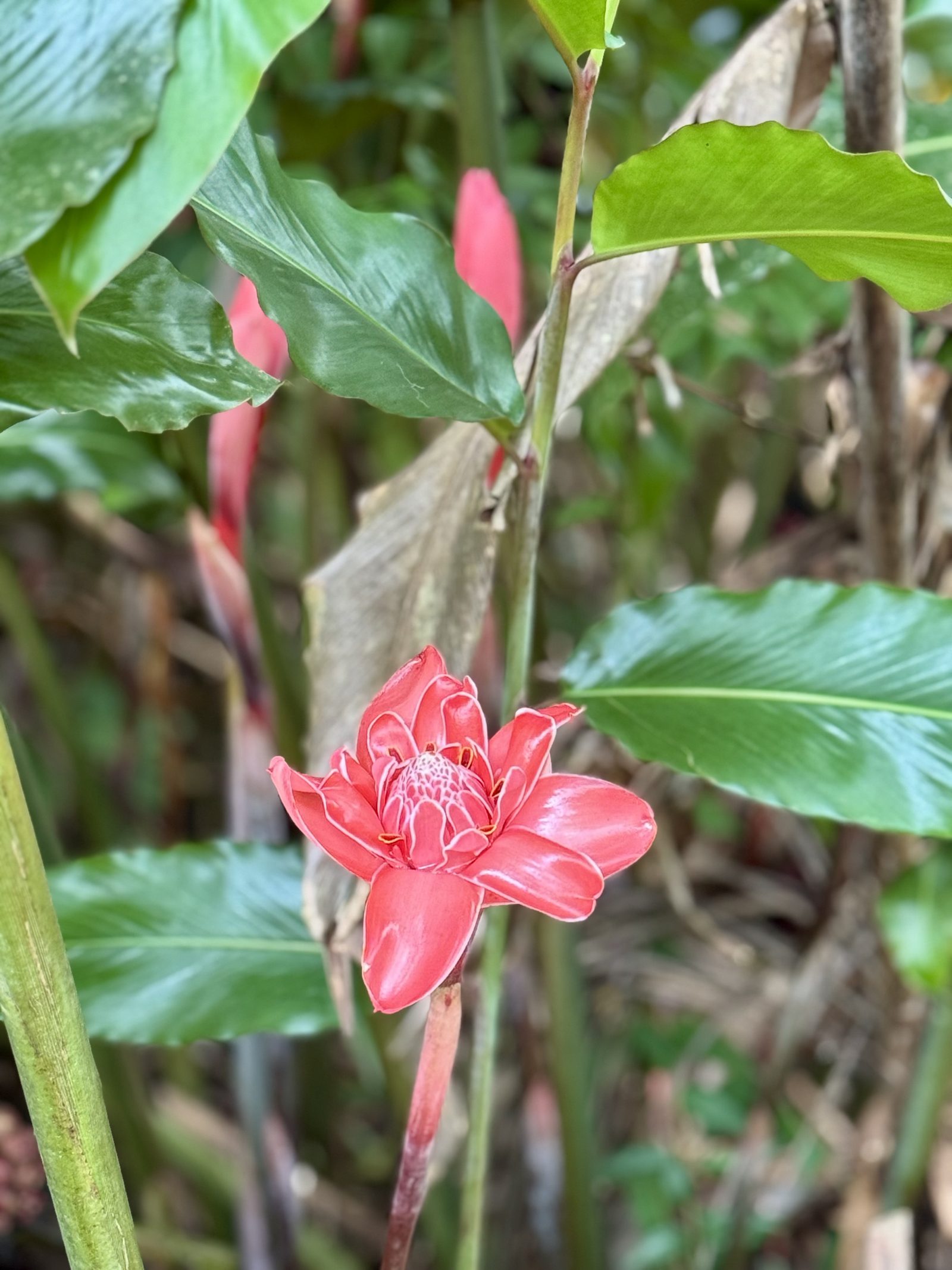 Ginger rosado floreciendo en la finca