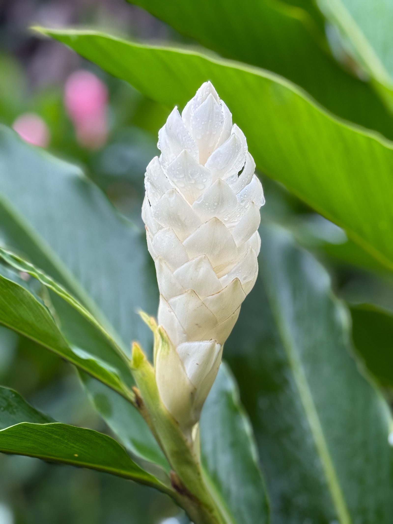 Ginger blanco (Alpinia purpurata)