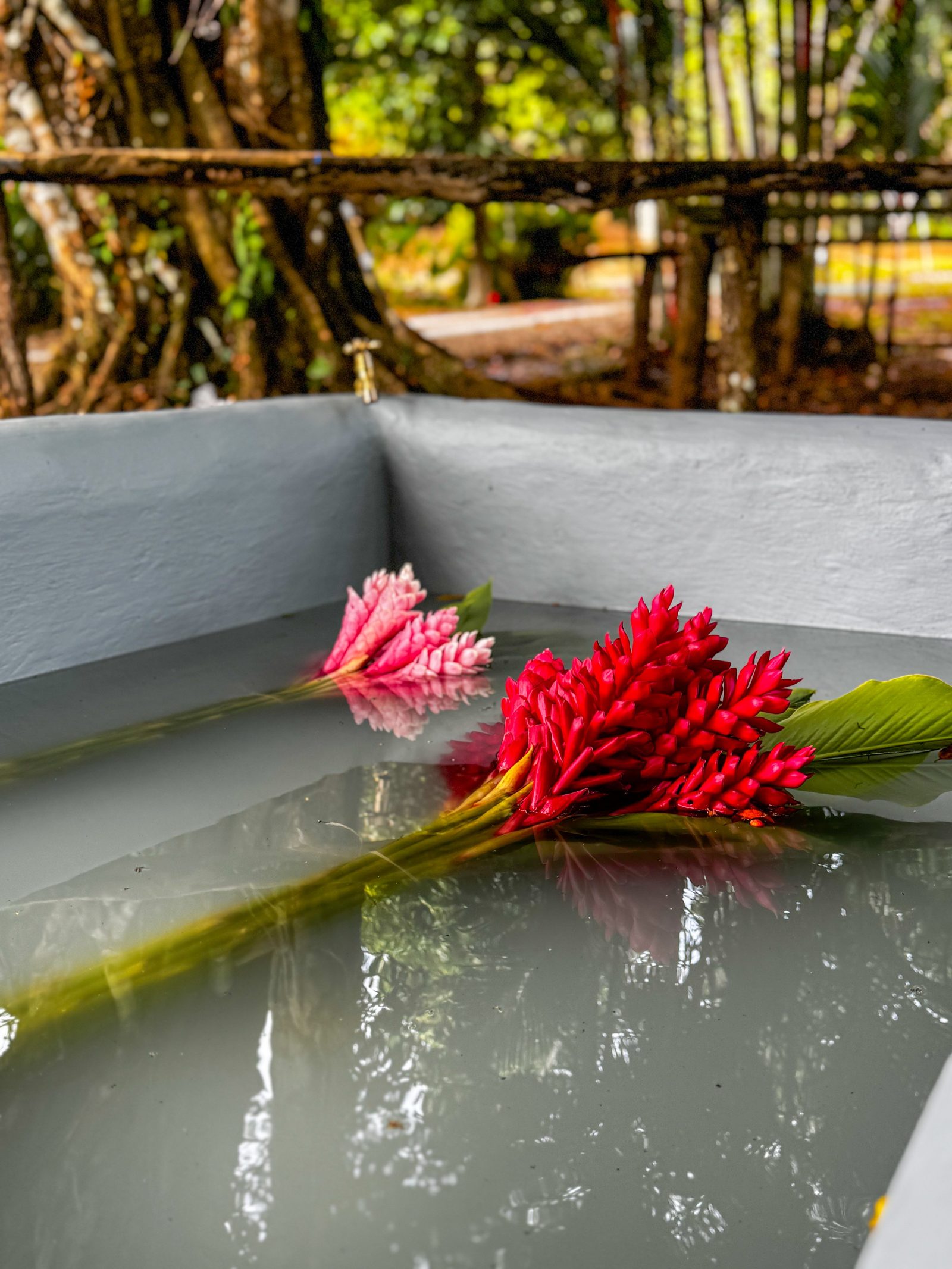 Ginger rojo y rosado (Alpinia purpurata), producto insignia de Agro Doña Stella