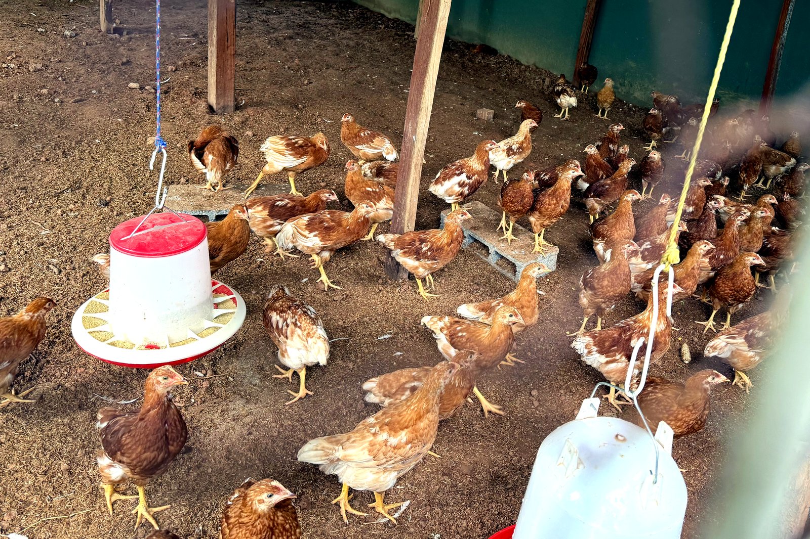 Gallinas en la granja de Agro Doña Stella
