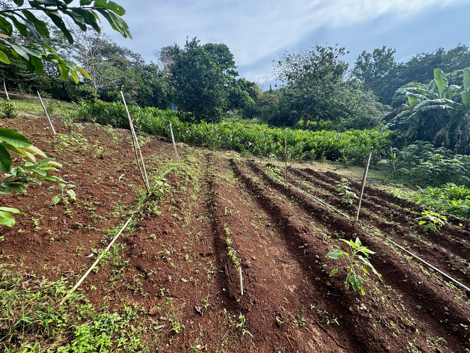 Verduras y cultivos de la finca